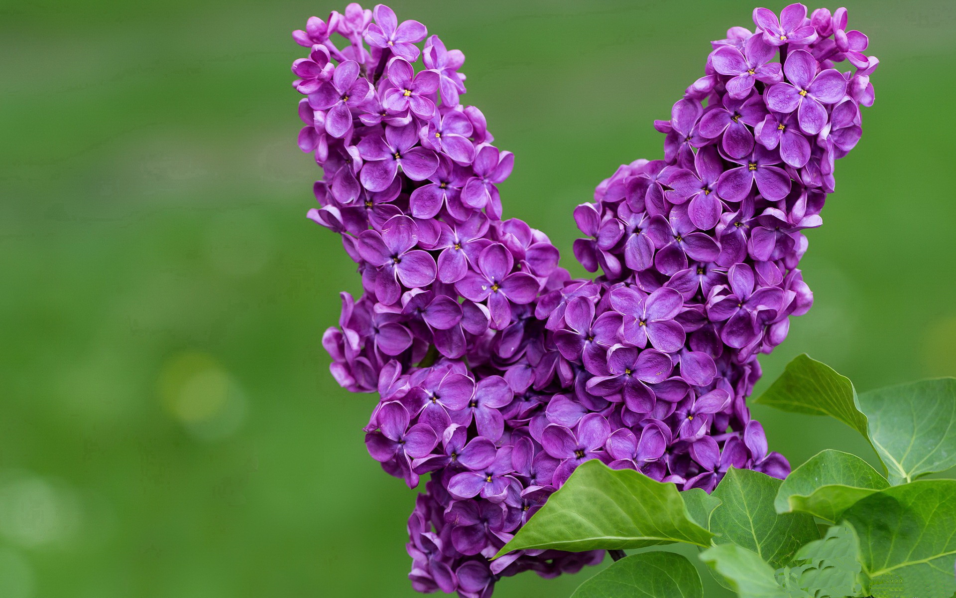 橙色旋风踏平潘帕斯雄鹰,罗德里戈两度亮剑改写美洲杯格局