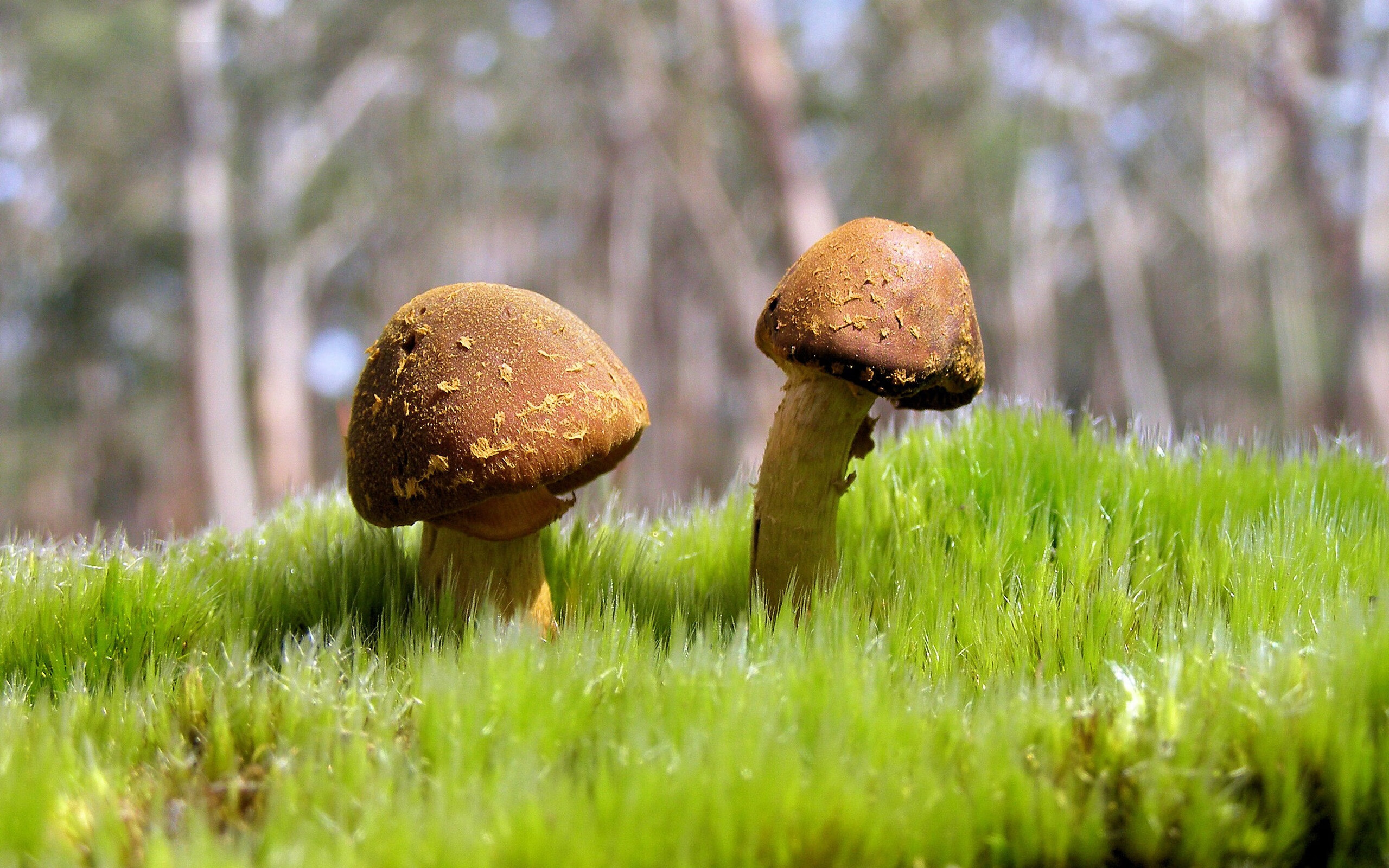 悬崖边的舞蹈,文班亚马用封盖点燃太阳反击烈焰