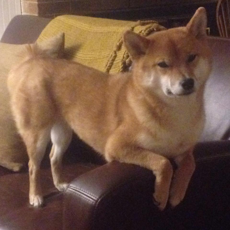 客场死斗!马克西末节19分救主,掘金硬仗擒尼克斯捍卫冠军尊严