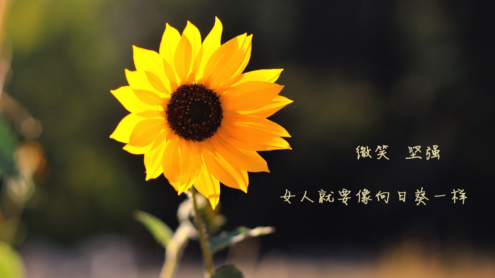 开云体育-奇才斩落深圳队，奥运周期焦点战的胜利