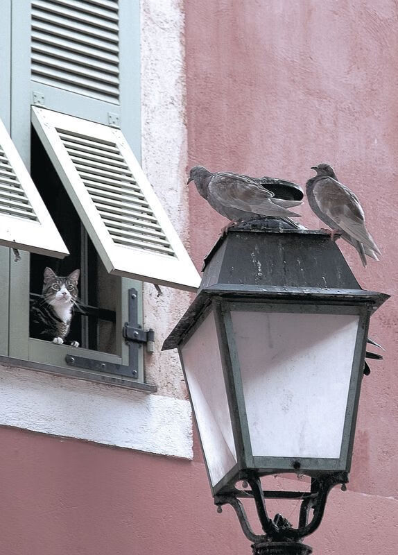 开云APP-东决之夜，阿克定义伟大，巨星在刀锋上起舞