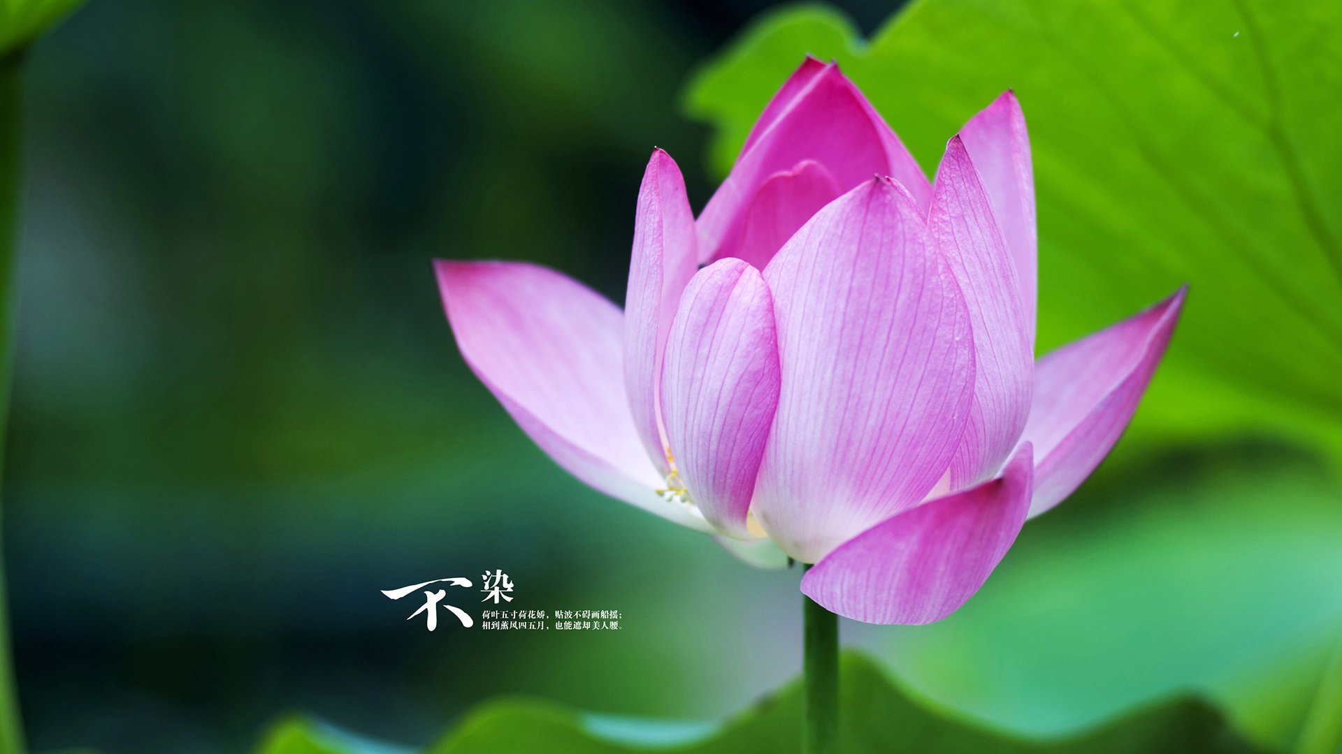 从波尔图的失意到慕尼黑的涅槃,基耶萨爆发的弧光如何折射了西班牙最后时刻的决绝