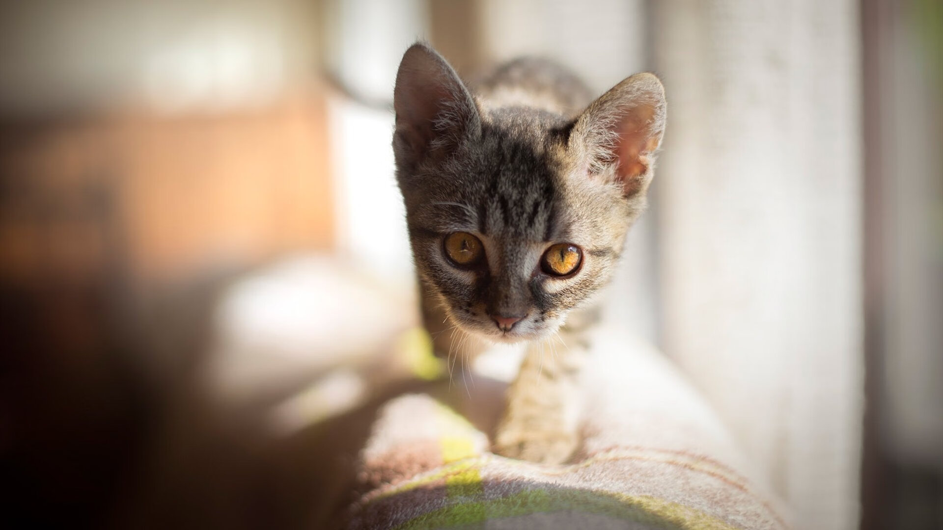 2026跨界世界杯，广东男篮以篮球之魂，在足球规则的终极战场上扣杀金州勇士