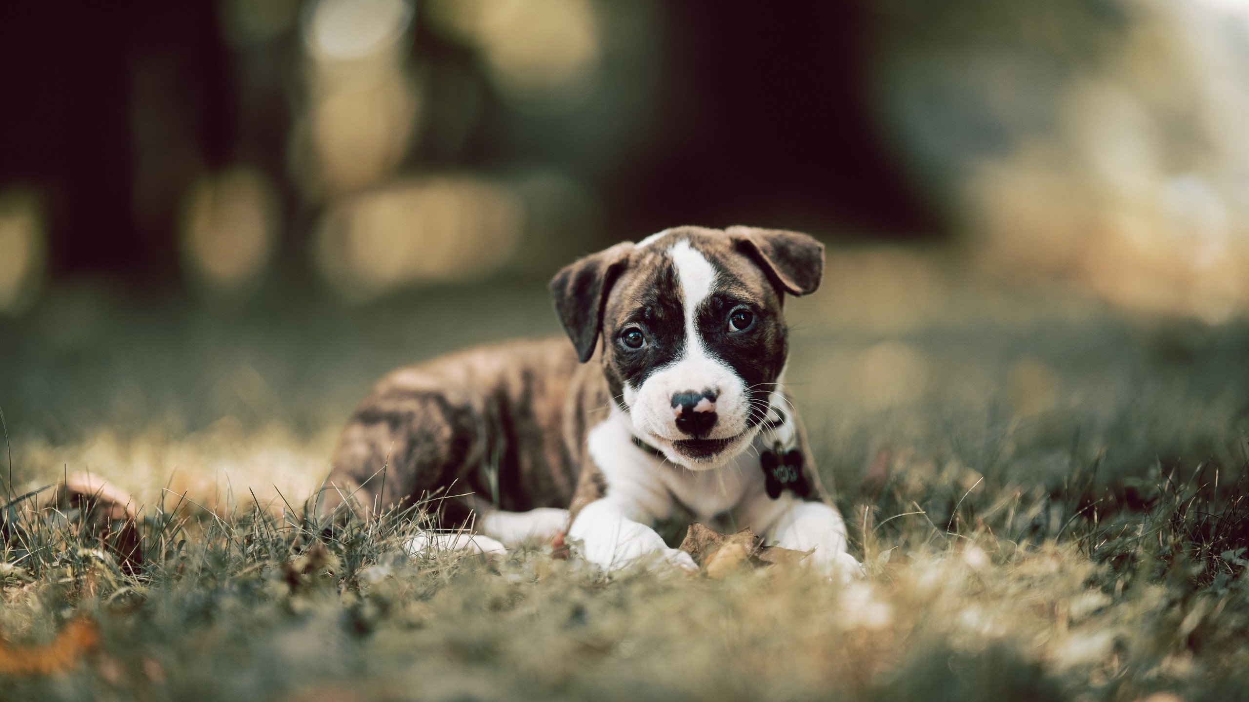 开云APP-暗夜锋刃,克瓦拉茨赫利亚在巴库街道的无声宣言