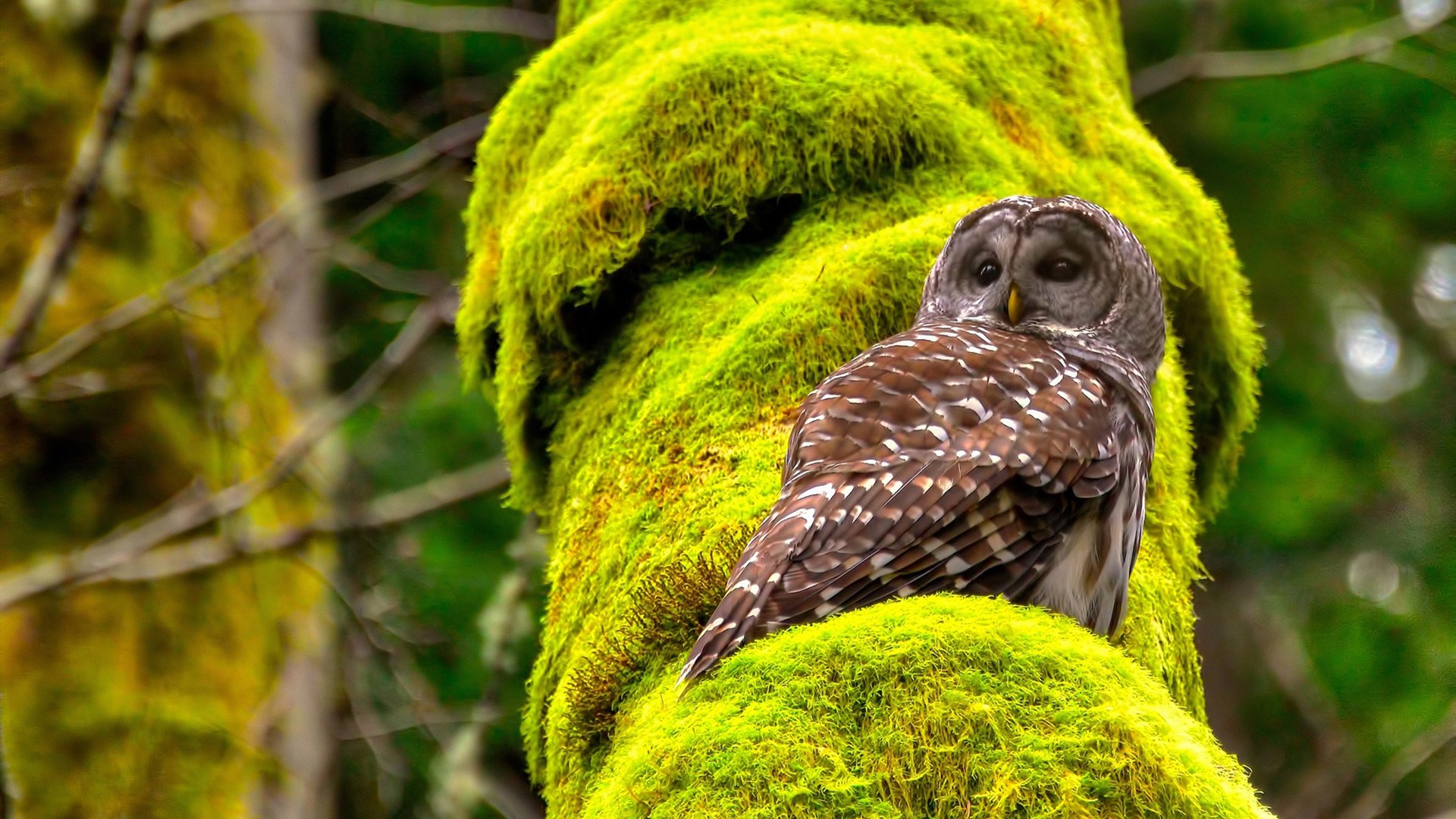 开云官网-闪电战,哥斯达黎加速胜英格兰,厄德高式魔术令三狮军团无解