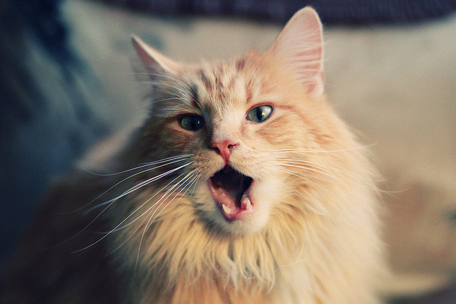 尼日利亚基因如何强压利物浦血脉？贝林厄姆式逆袭揭示足球新哲学