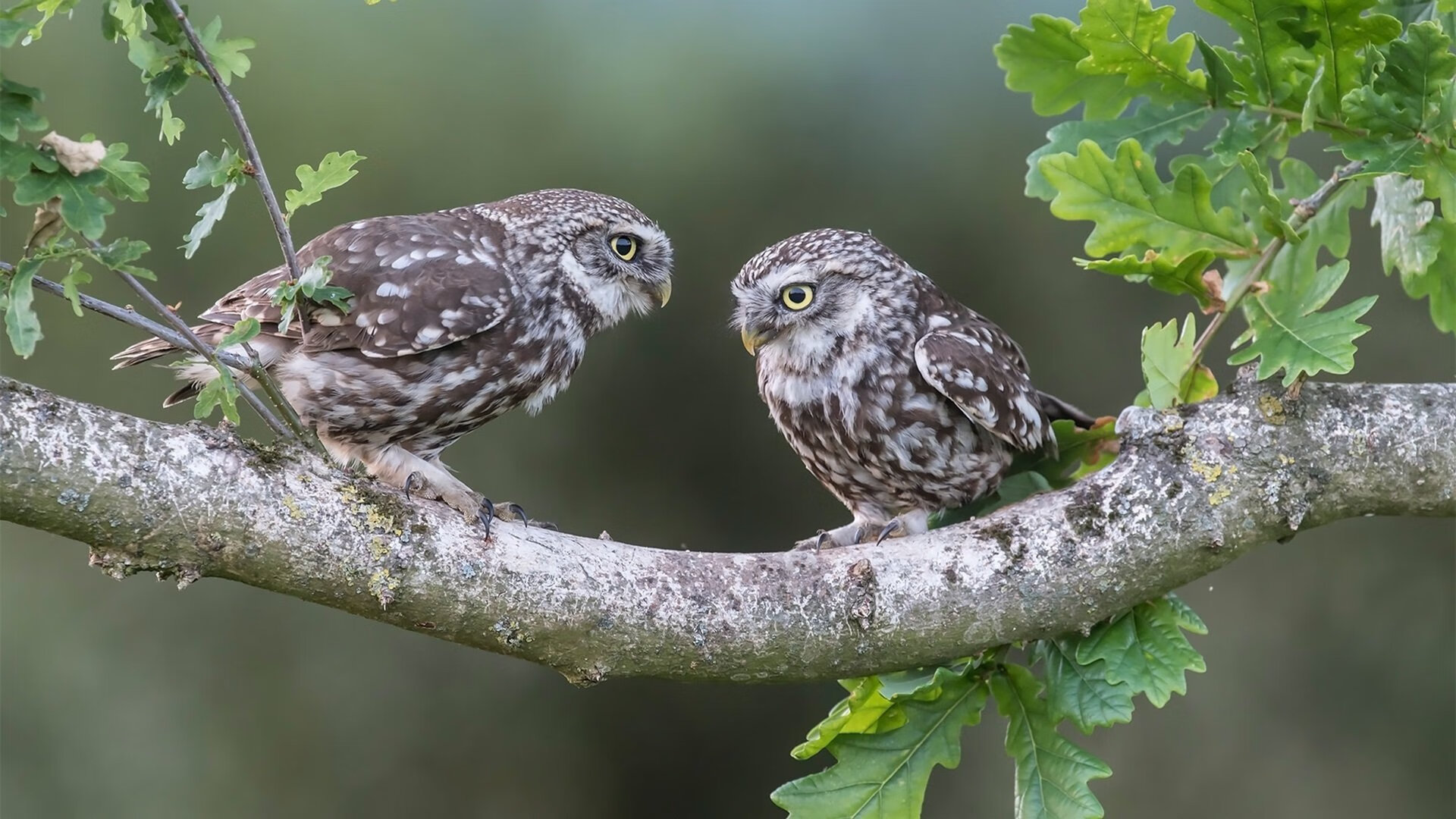 意甲焦点战之夜,奥纳纳关键回合不手软