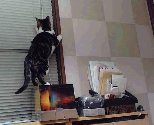 戏剧性的双重焦点,戈贝尔争议上热搜,热火却在用另一种方式击沉鹈鹕