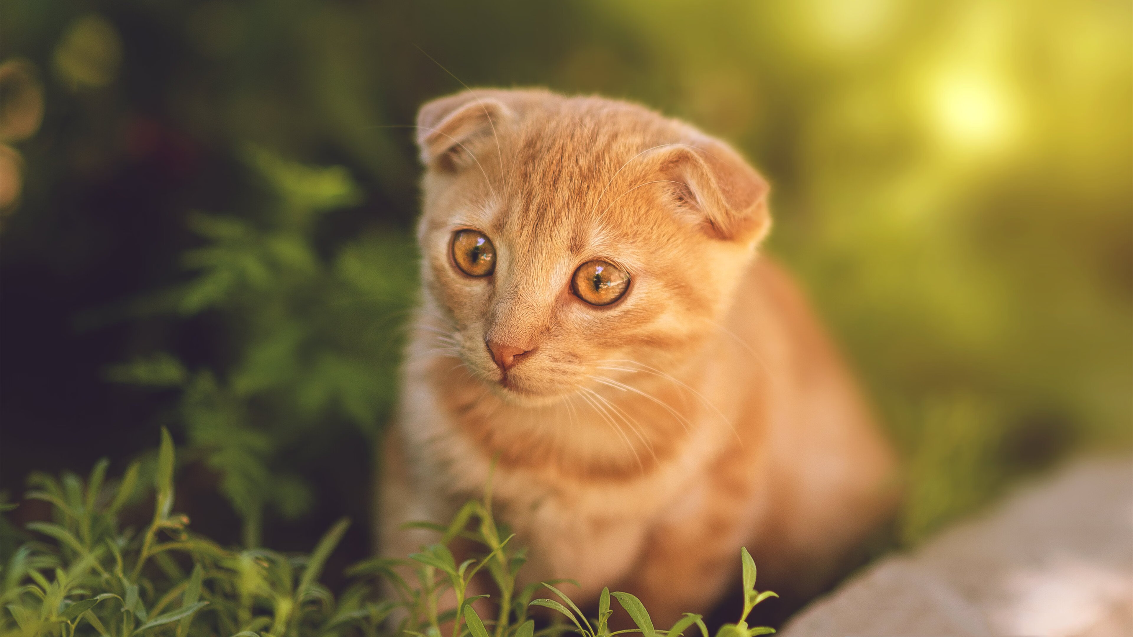 开云体育app-速度图腾，当黄潜艇碾过美洲大陆，银箭在霓虹灯下接管争冠权杖