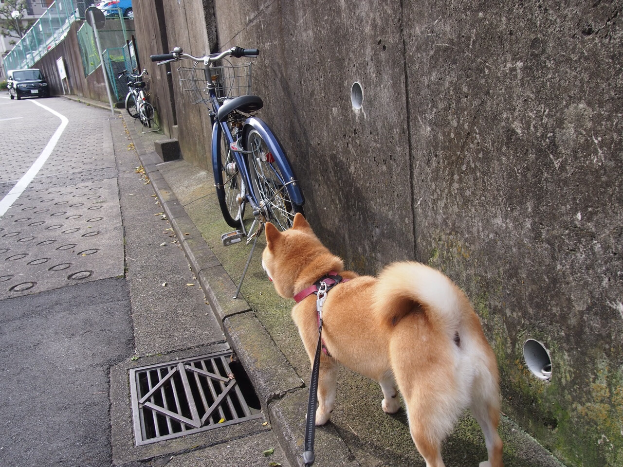 开云平台-宣判之夜,班凯罗45分钟让欧冠悬念提前终结