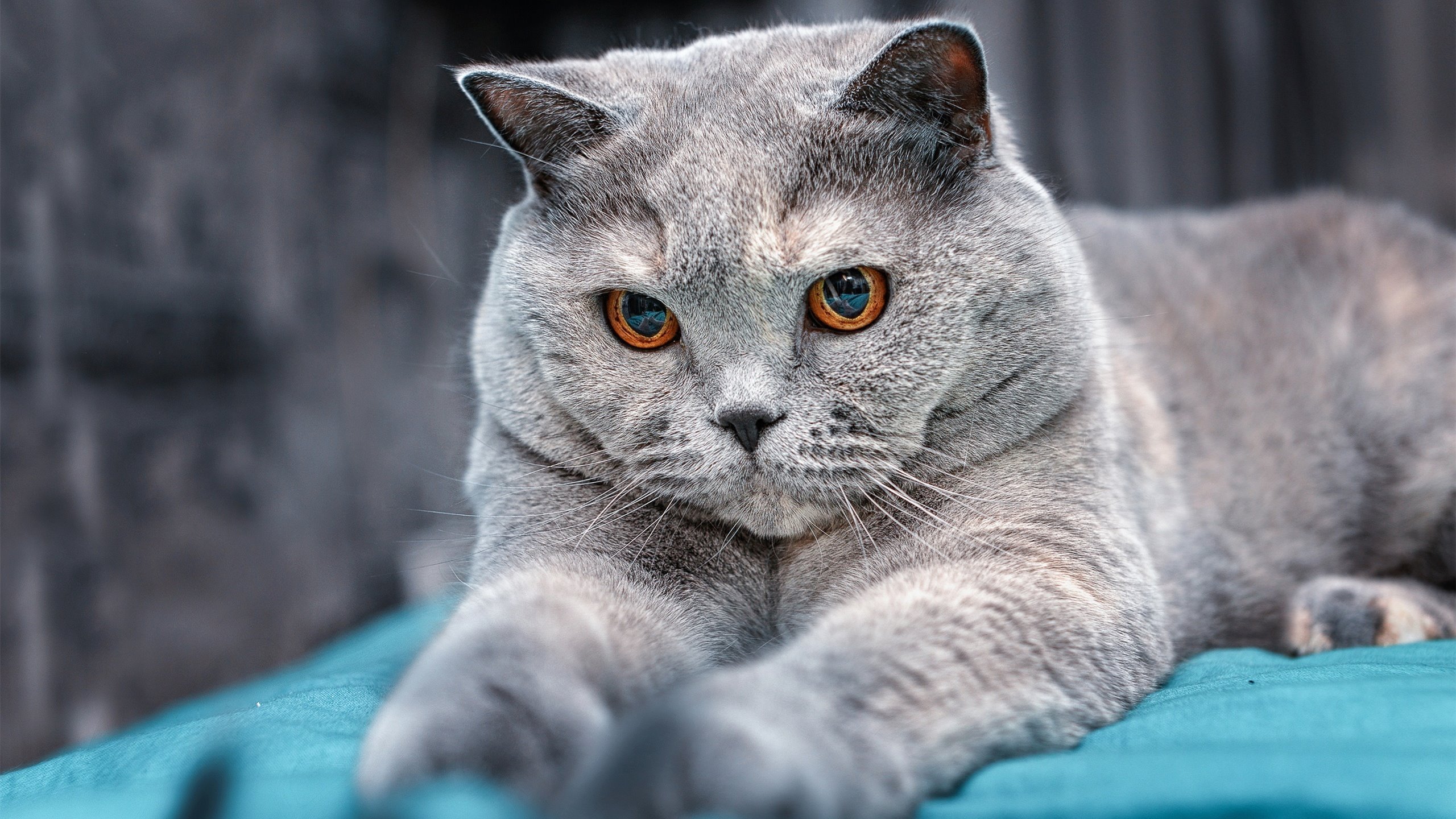 开云体育APP下载-水泥地尽头的三分雨