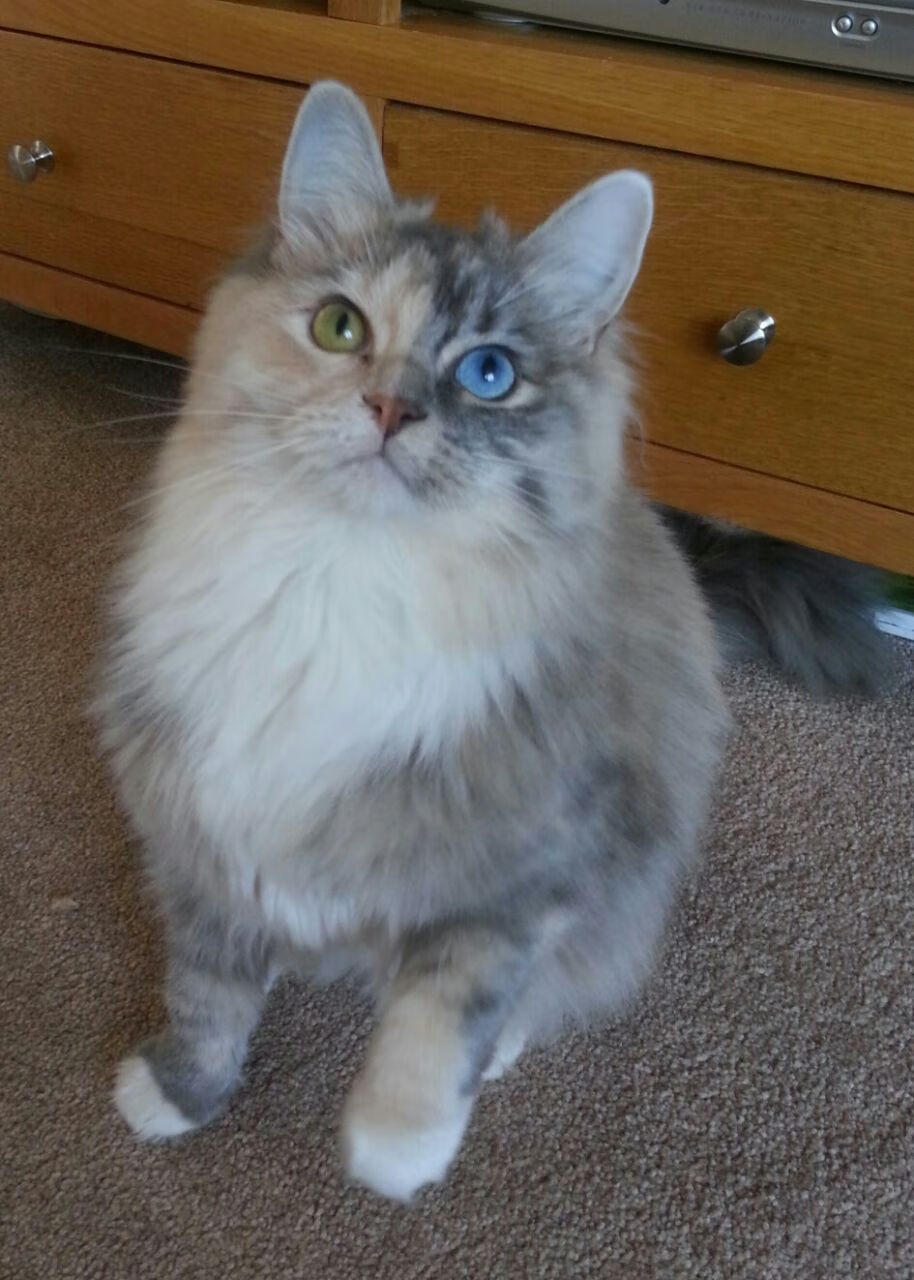 蜂刺出鞘,文班亚马与一场隐喻式逆转背后的胜利哲学